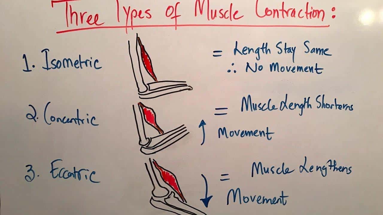 3 Type of muscle contraction 