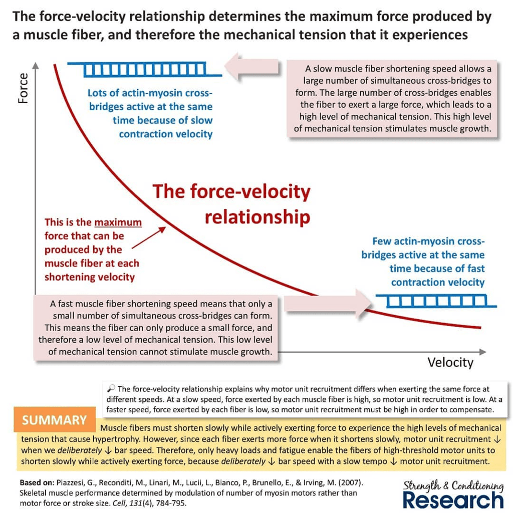 force and velocity relationship of time under tension workout pdf